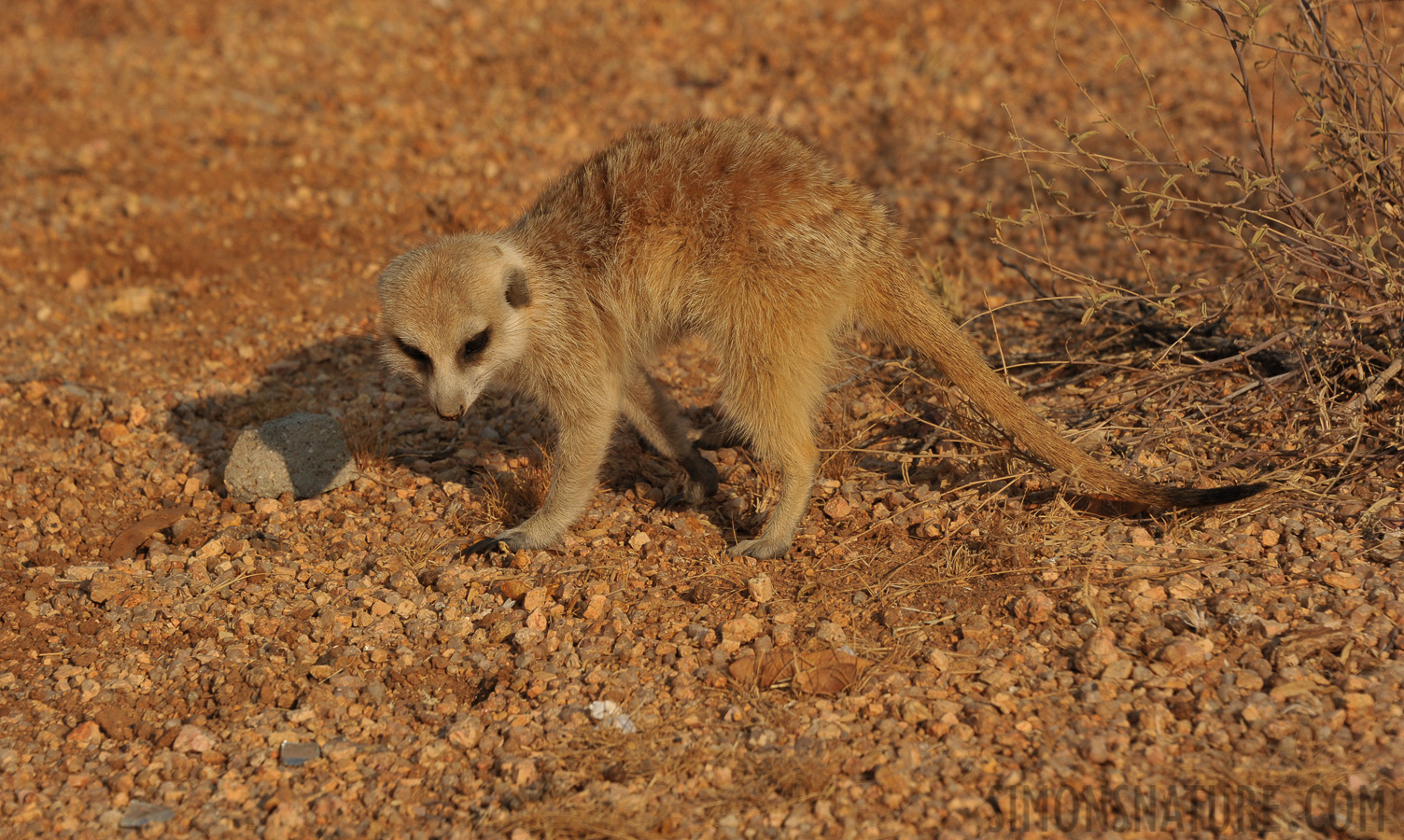 Suricata suricatta [160 mm, 1/800 sec at f / 9.0, ISO 400]